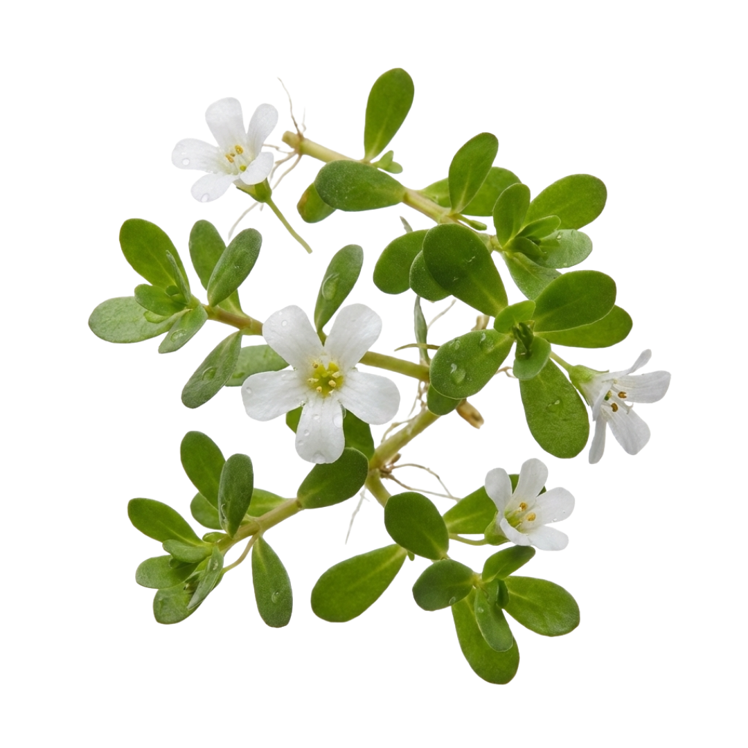 Bacopa