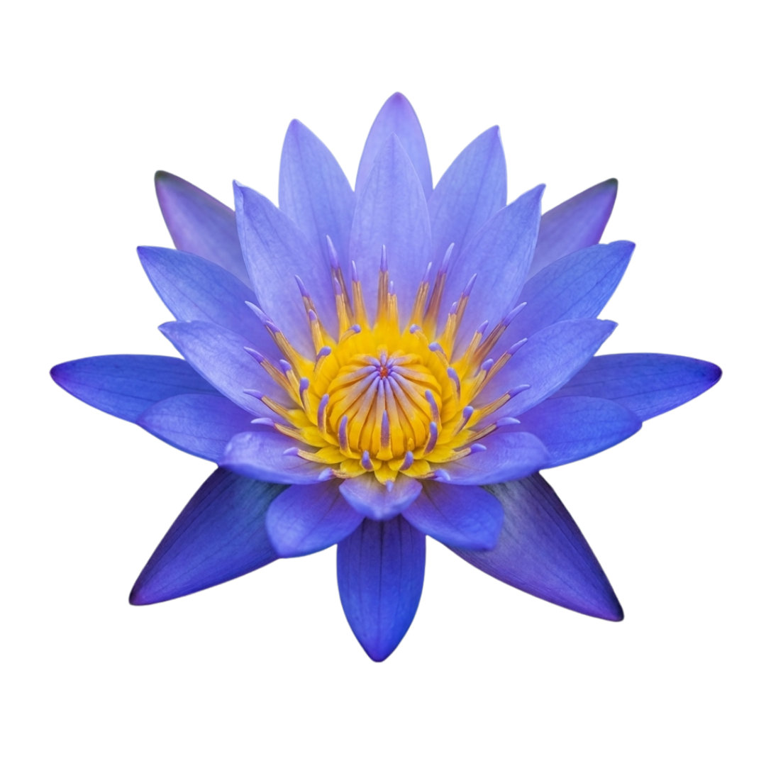 Blue Lotus