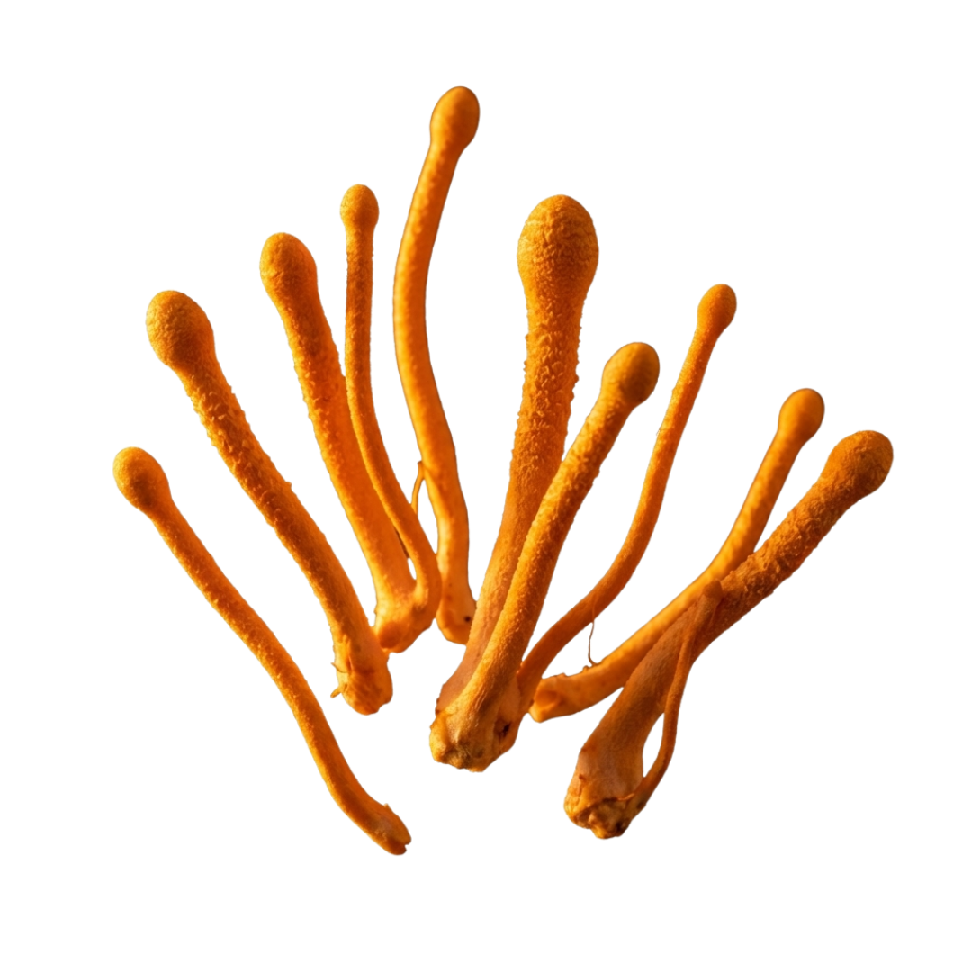 Cordyceps