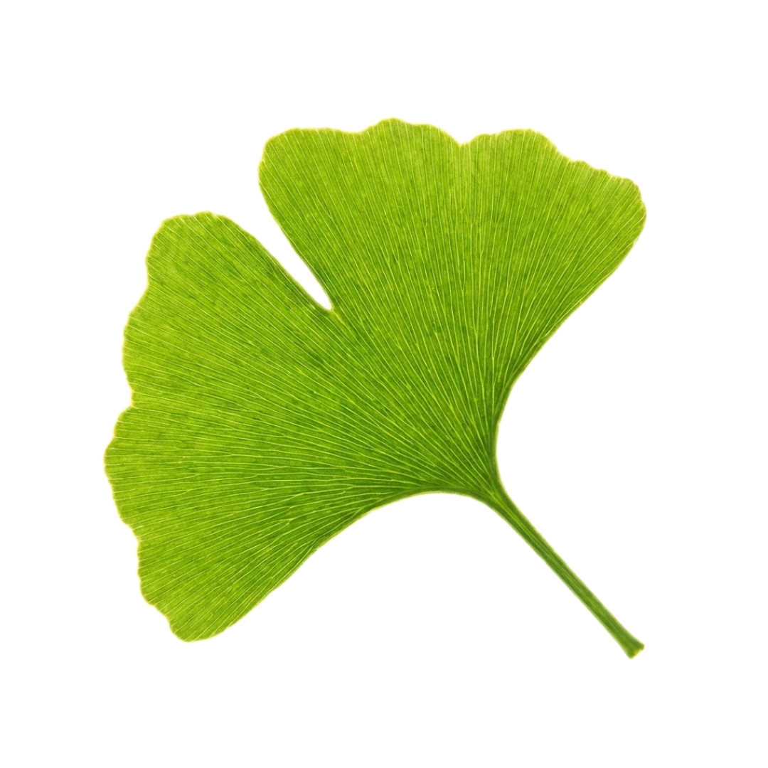Ginkgo