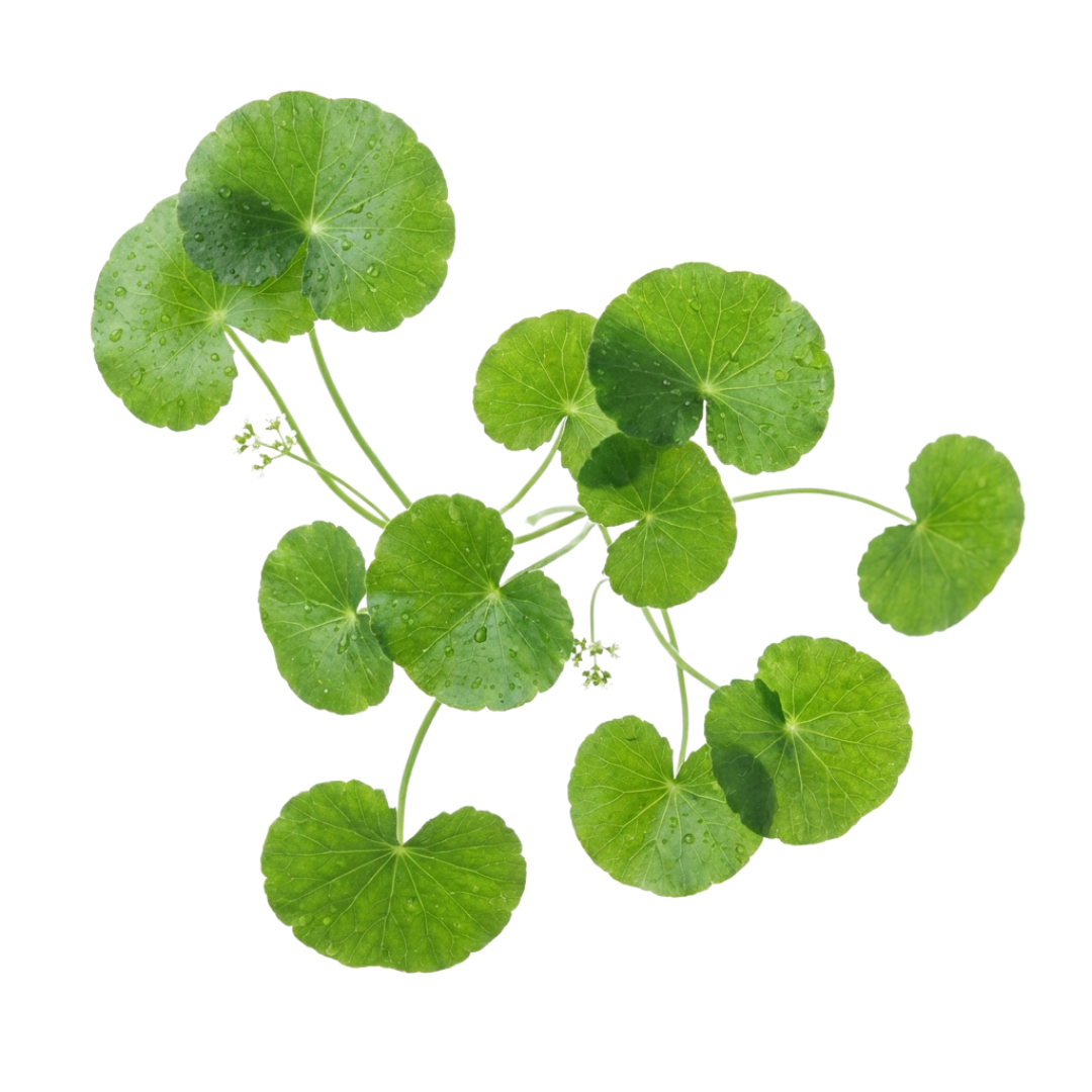 Gotu Kola