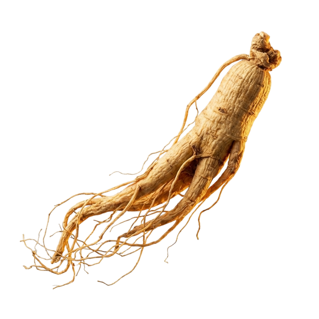 Panax Ginseng