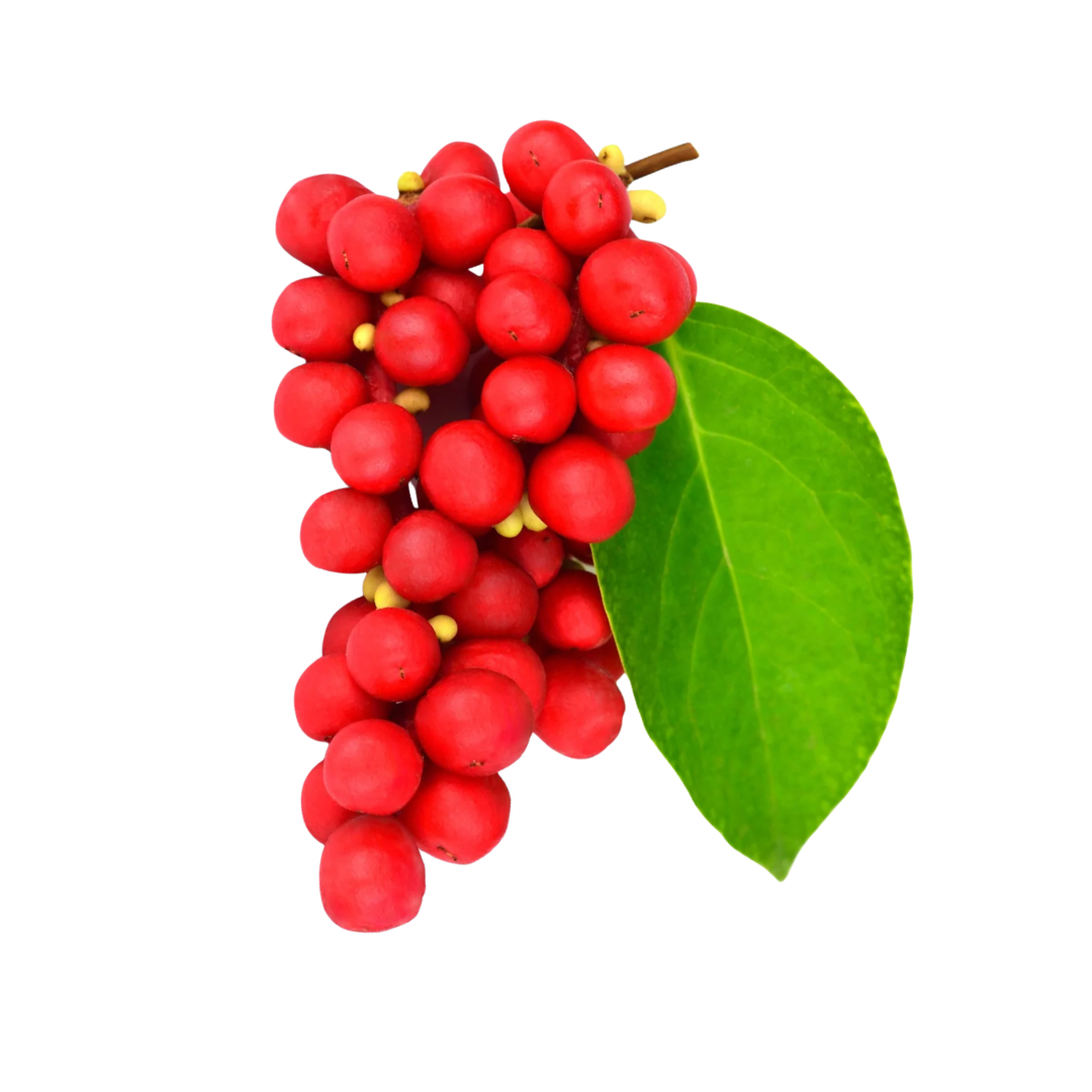 Schisandra